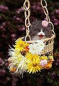 CAT 03 RK2185 07
Gray And White Kitten Sitting In Hanging Basket By Flowers