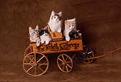 CAT 03 RK2186 17
A Group Of Kittens In Wooden Wagon