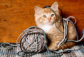 CAT 03 RK2205 87
Orange And White Kitten Playing With Yarn