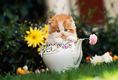 CAT 03 RK2217 03
Head Shot Of Orange And White Kitten Sitting In Teapot On Grass By Flowers