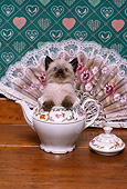 CAT 03 RK2224 01
Head Shot Of Siamese Kitten In Teapot By Lace Fan