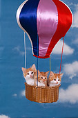 CAT 03 RK2233 11
Three Orange And White Kittens Sitting In Hot Air Balloon Clouds Blue Sky