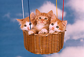CAT 03 RK2233 51
Three Orange And White Kittens Sitting In Hot Air Balloon Clouds Blue Sky