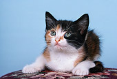 CAT 03 RK2237 06
Head Shot Of Calico Kitten Facing Camera Blue Background