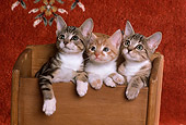 CAT 03 RK2262 02
Three Kittens Hanging Over Wooden Box Copper Oriental Rug Background