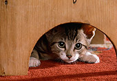CAT 03 RK2264 02
Head Shot Of Tabby Kitten Peeking Through Hole Of Bench