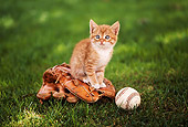 CAT 03 RK2266 06
Orange And White Kitten Sitting On Baseball Mit With Ball On Grass
