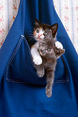CAT 03 RK2272 19
Kittens Sitting In Pocket Of Hanging Blue Apron