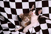 CAT 03 RK2289 10
Two Kittens In Black And White Checkered Material