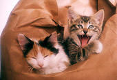 CAT 03 RK2349 04
Two Kittens Laying On Brown Paper Bag
