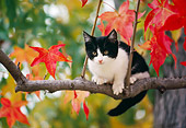 CAT 03 RK2371 48
Kitten Climbing Autumn Tree