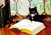 CAT 03 RK2373 10
Black And White Kitten Sitting On Table By Window Books And Glasses