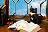 CAT 03 RK2376 73
Black And White Kitten Sitting On Table By Books Glasses Blue Sky