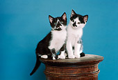 CAT 03 RK2403 23
Two Black And White Kittens Sitting On Pedestal Blue-Green Background