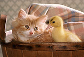 CAT 03 RK2462 08
Orange Kitten Sitting In Basket With Duckling