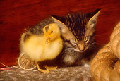 CAT 03 RK2499 13
Tabby Kitten Sleeping With Duckling On Rug