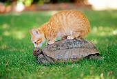 CAT 03 RK2503 04
Orange Kitten Sitting On Top Of Tortoise Crawling On Grass