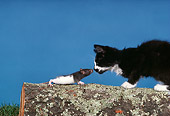 CAT 03 RK2507 05
Black And White Kitten Playing With Rat On Log Blue Background