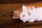 CAT 03 RK2516 06
Orange And White Kitten Playing With White Rabbit On Stairs