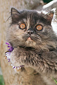 CAT 03 RK2519 03
Head Shot Of Gray Kitten In Tree With Flower
