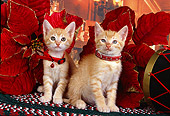 CAT 03 RK2521 02
Two Orange Kittens Wearing Collars Sitting Next to Christmas Decorations On A Rug