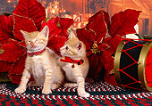CAT 03 RK2521 05
Two Orange Kittens Wearing Collars Sitting Next to Christmas Decorations On A Rug