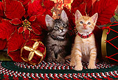 CAT 03 RK2522 02
Gray And Orange Kittens Wearing Collars Sitting Next to Christmas Decorations On A Rug