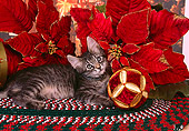 CAT 03 RK2524 05
Gray Kitten Wearing A Collar Laying Next To Christmas Decorations On A Rug