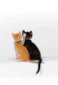 CAT 03 RK2528 03
Two Kittens Sitting Together On White Seamless Studio