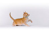 CAT 03 RK2533 04
Profile Shot Of Orange Kitten On White Seamless