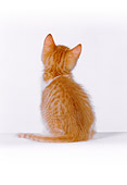 CAT 03 RK2534 05
Rear Shot Of Orange Kitten Sitting On White Seamless
