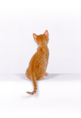 CAT 03 RK2534 10
Rear Shot Of Orange Kitten Sitting On White Seamless