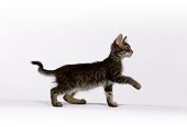 CAT 03 RK2536 01
Profile Shot Of Gray Kitten On White Seamless