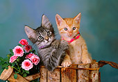 CAT 03 RK2540 04
Head Shot Of Orange And Gray Kittens With Collars In Wooden Planter With Flowers