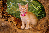 CAT 03 RK2556 02
Orange Kitten With Collar Sitting In Hole Of Log By Plants