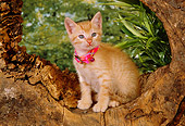 CAT 03 RK2556 03
Orange Kitten With Collar Sitting In Hole Of Log By Plants