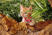 CAT 03 RK2557 02
Head Shot Of Orange Kitten With Collar Peeking Over Log With Plants