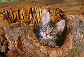 CAT 03 RK2563 01
Head Shot Of Gray Kitten Peeking Out Of Hole In Log