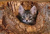 CAT 03 RK2563 03
Head Shot Of Gray Kitten Peeking Out Of Hole In Log
