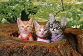 CAT 03 RK2565 02
Head Shot Of Three Kittens With Collars In Hole Of Log Trees Background Studio