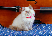 CAT 03 RK2566 12
Persian Cream Point Dilute Calico Sitting By Cello