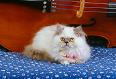 CAT 03 RK2567 01
Persian Cream Point Dilute Calico Kitten Laying By Cello