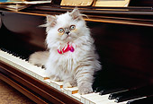 CAT 03 RK2568 05
Persian Cream Point Dilute Calico Kitten Sitting On Piano Keyboard