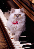 CAT 03 RK2568 21
Persian Cream Point Dilute Calico Kitten Sitting On Piano Keyboard