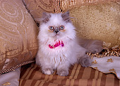 CAT 03 RK2569 05
Persian Cream Point Dilute Calico Kitten Laying By Pillows