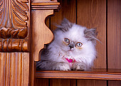 CAT 03 RK2570 04
Persian Cream Point Dilute Calico Kitten Sitting On Bookcase