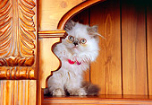 CAT 03 RK2570 07
Persian Cream Point Dilute Calico Kitten Sitting On Bookcase