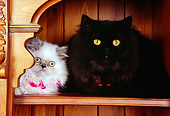 CAT 03 RK2572 05
Black Persian And Cream Point Dilute Calico Persian Kitten Laying On Bookshelf