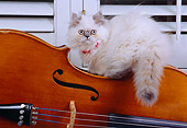 CAT 03 RK2573 06
Persian Cream Point Dilute Calico Kitten Sitting On Cello