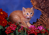 CAT 03 RK2587 03
Orange Kitten Sitting In Hole Of Tree Stump With Flowers